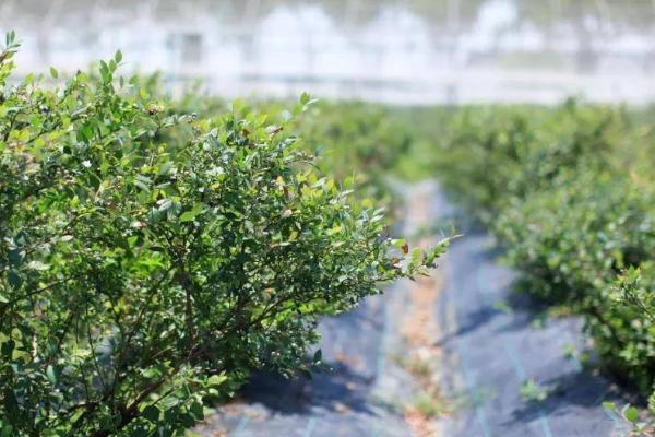 如何种植蓝莓才能高产，栽培前要注意施肥改土