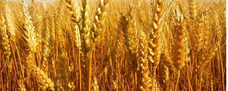 金钻九号小麦的特征特性，平均生育期为234天