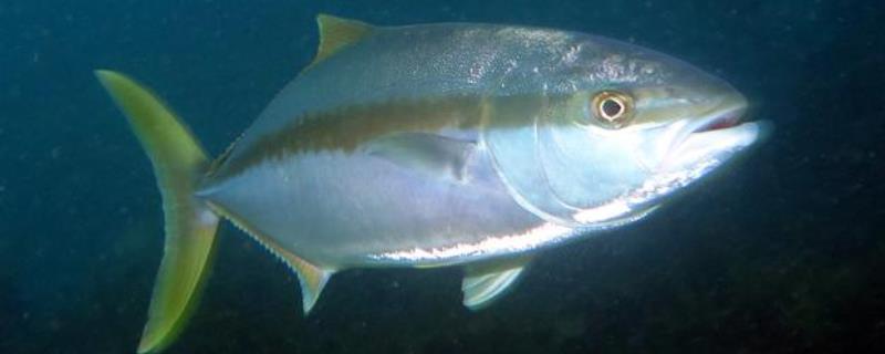 什么是鰤鱼，属于鲹科、鰤属海洋鱼类的统称
