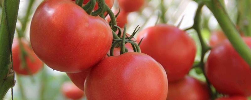 番茄的种植方法，品种不同种植时间不同