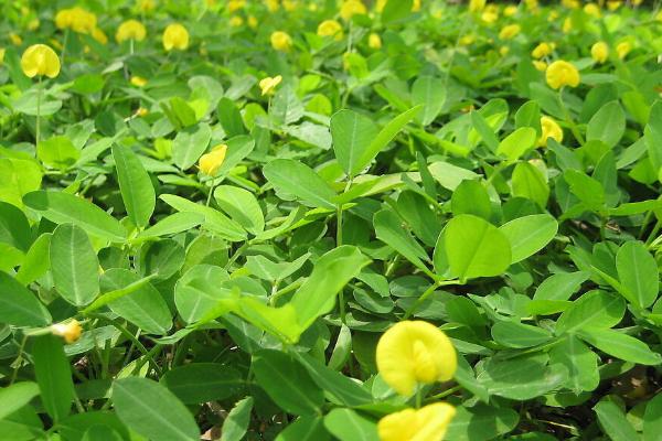 花生追肥时间，苗期和开花结荚期均可施肥