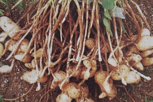 花生追肥时间，苗期和开花结荚期均可施肥