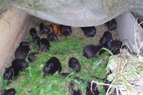 提高黑豚的繁殖力的方法，必须采取综合措施