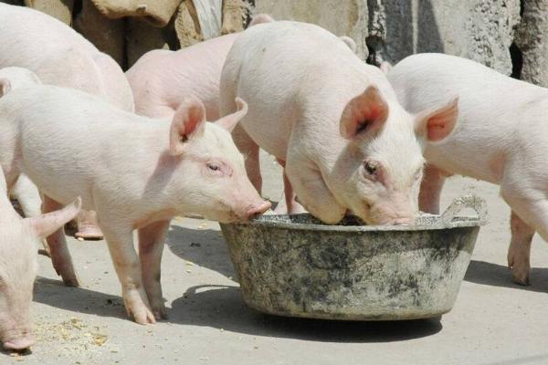 发酵饲料养猪的优点，能促进消化又能防治疾病