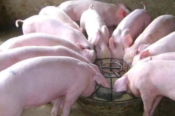发酵饲料养猪的优点，能促进消化又能防治疾病