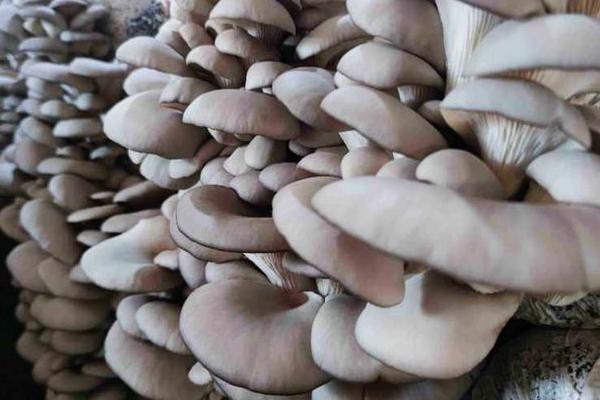 平菇如何种植才能丰产，关键是要选对优质高产的品种