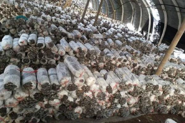 平菇如何种植才能丰产，关键是要选对优质高产的品种