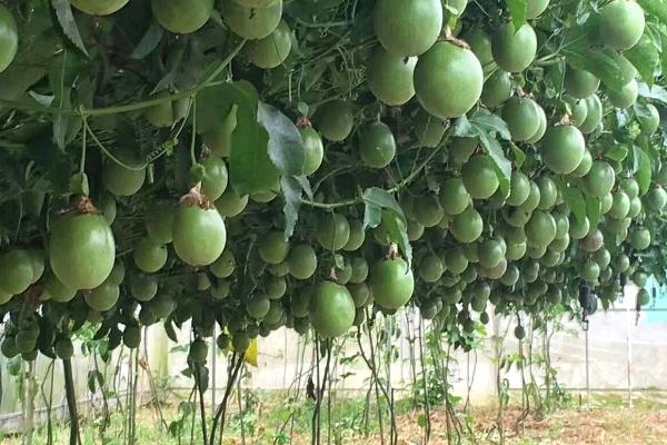 百香果种植管理方法，萌芽前要剪除枯病枝