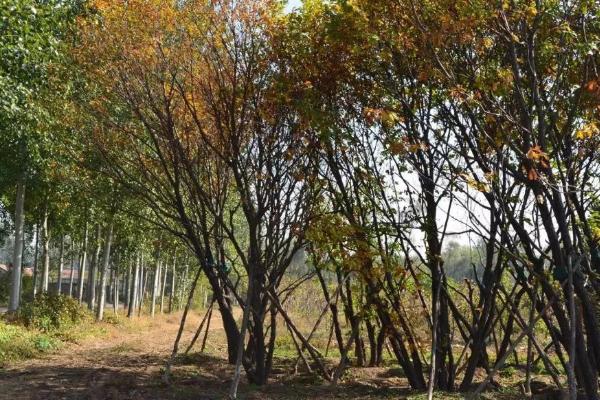 什么是蒙古栎，属于壳斗科落叶乔木