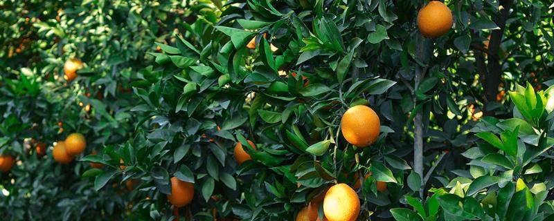 莲花橙的产地，赣南拥有得天独厚的生长条件