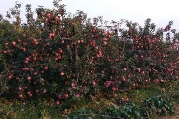 杨梅保花保果的方法，盛花期可喷施赤霉素