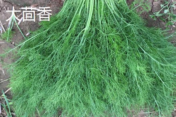 大茴香和小茴香有什么区别，大茴香具有八个角