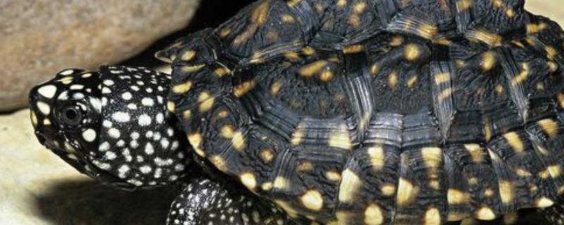 斑点池龟能人工饲养吗，人工繁殖的可以饲养