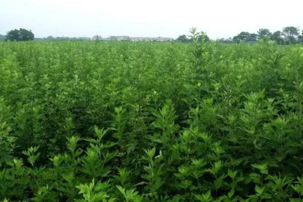 种植艾草要注意什么，移栽后要大规模施肥