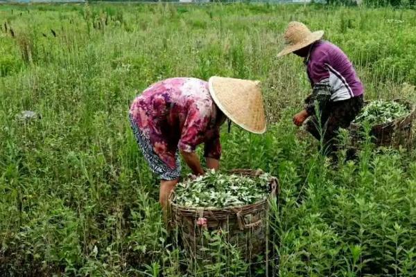 种植艾草要注意什么，移栽后要大规模施肥