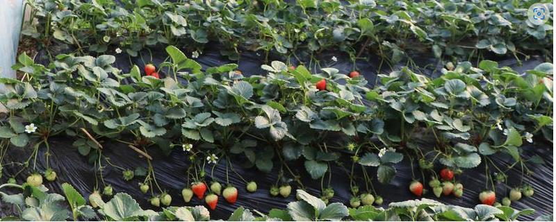 怎么挑选草莓幼苗，生长时间在40-50天的为宜