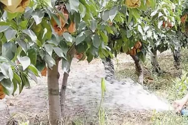 果树节水技巧，应适时节水灌溉