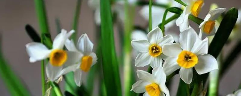 白色花卉品种，包括水仙花、栀子花、茉莉花等种类