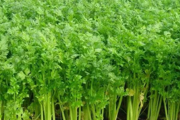 芹菜几月份种植，每个月都可种植