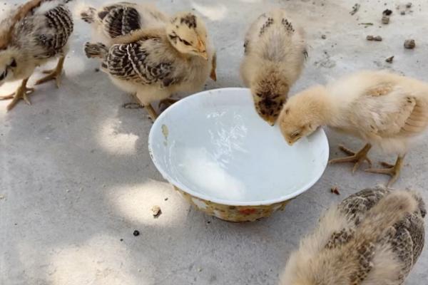 小鸡需要喝水吗，需要喝水且保证饮水充足
