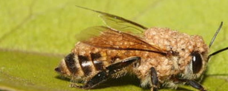 蜂螨的预防和治疗方法，使用升华硫等蒸熏剂可将其灭杀