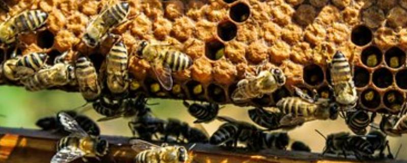 蜜蜂怎么合群不会打架，群味越接近和并蜂群时就越安全