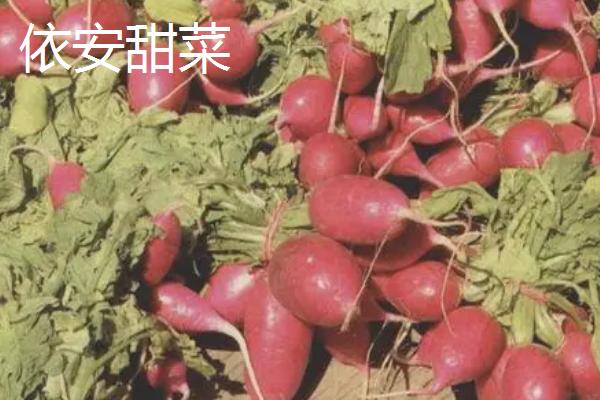 黑龙江省依安县的特产，包括依安紫花油豆角、依安甜菜等种类