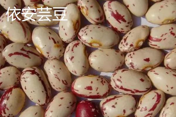 黑龙江省依安县的特产，包括依安紫花油豆角、依安甜菜等种类