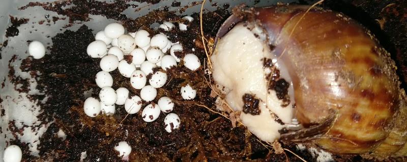 怎么提高蜗牛卵的孵化率，可采用覆土孵化法、盖布孵化法