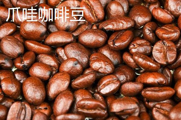 咖啡豆的种类，口感均不同