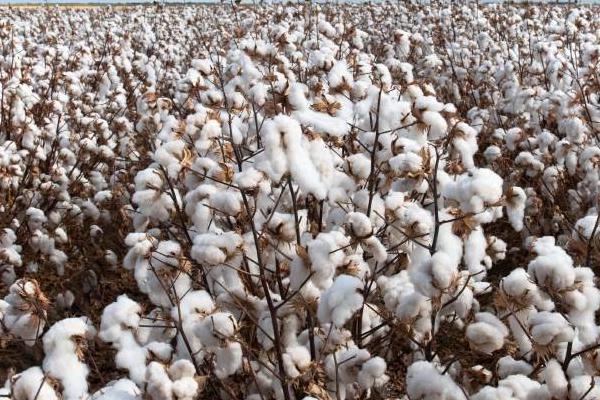 2020年如何选择棉花品种，购买经过审定的品种更有保障