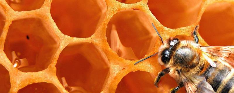 蜂蜜怎么辨别真假，色泽、气味、价格等方面可辨别