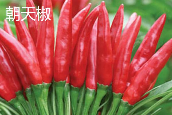 常见的辣椒品种，包括朝天椒、灯笼椒、七星椒、牛角椒等种类