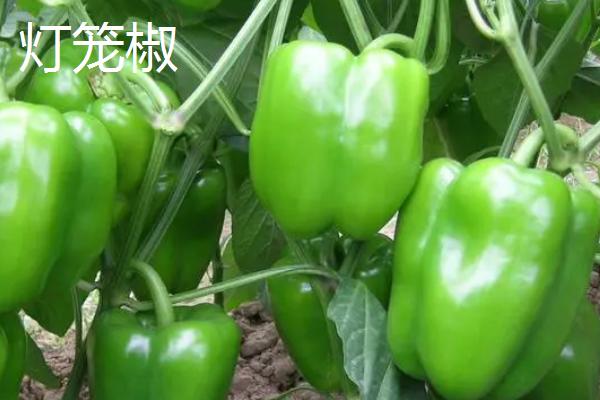 常见的辣椒品种，包括朝天椒、灯笼椒、七星椒、牛角椒等种类