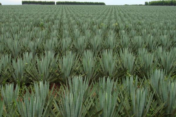 非洲的气候适合种植哪些农作物，包括花生、土豆、小麦等品种