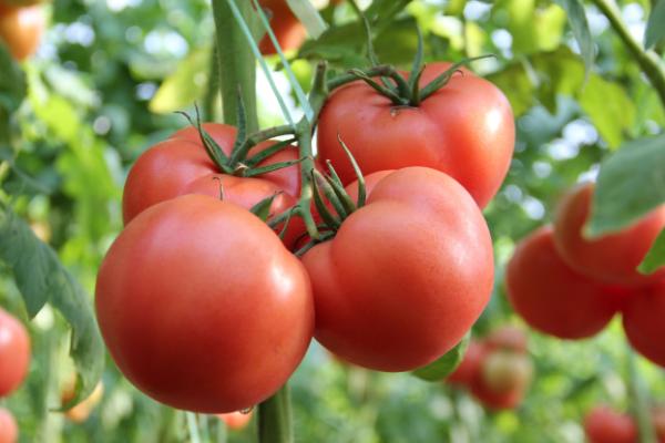 番茄为什么叫西红柿，是在明朝时期就有的名字