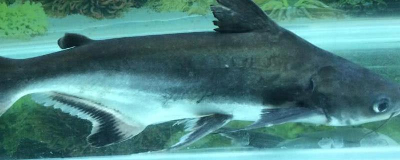 什么是成吉思汗鲨，也叫长丝巨鲇、成吉思汗鱼