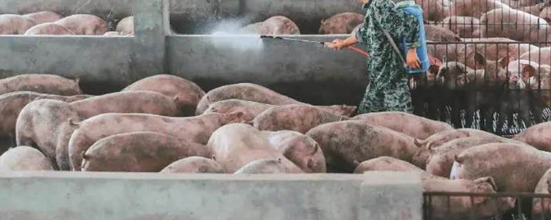 在没有非瘟的地区养生猪要注意什么，需避免从疫区购买种猪