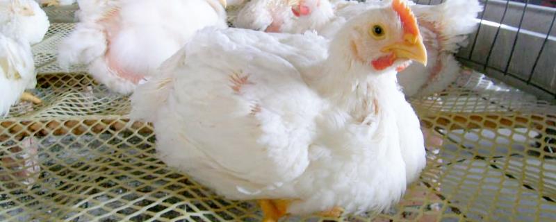 白羽肉鸡的生长环境，温度、光照和湿度对其生长很重要