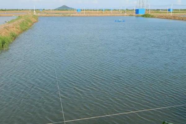 泥鳅养殖方法，培育池最好是土池