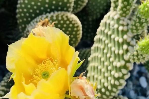 常见的荒漠植物有哪些，光棍树、仙人掌和沙柳都具代表性