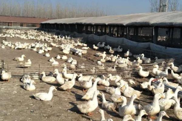 怎么防治鸭病毒性肝炎，可注射鸭病毒性肝炎弱毒疫苗