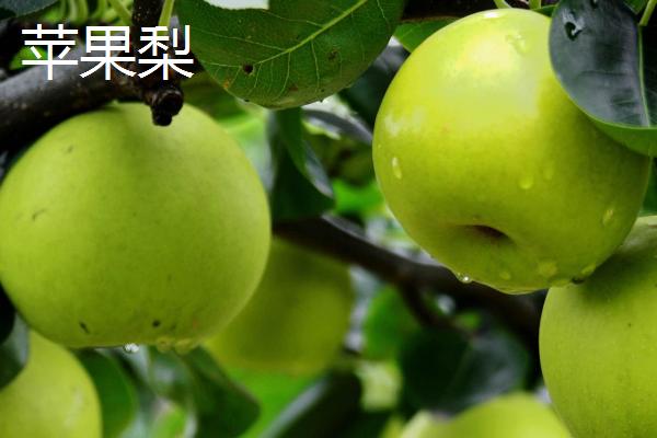 苹果梨的产地，多分布于东北、华北和西北