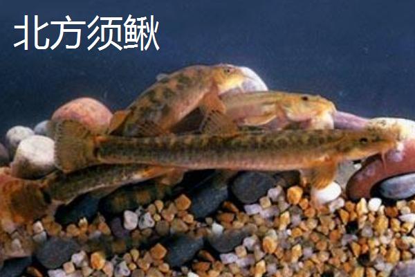 优质泥鳅品种，真泥鳅最为常见