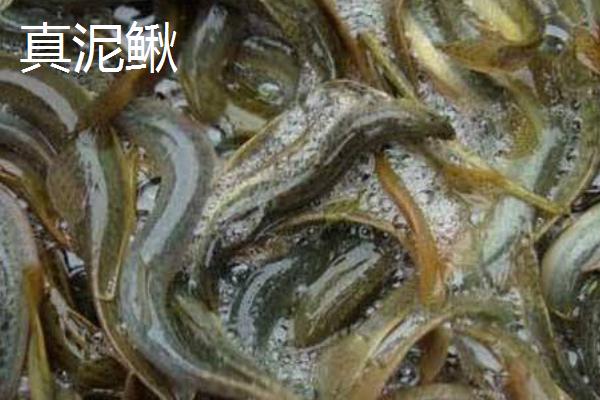 优质泥鳅品种，真泥鳅最为常见
