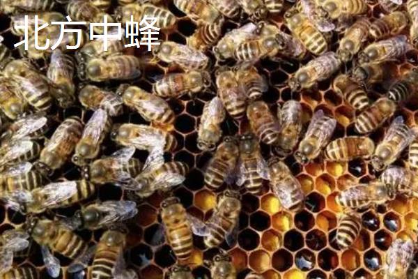 中蜂的品种，群势大小不一