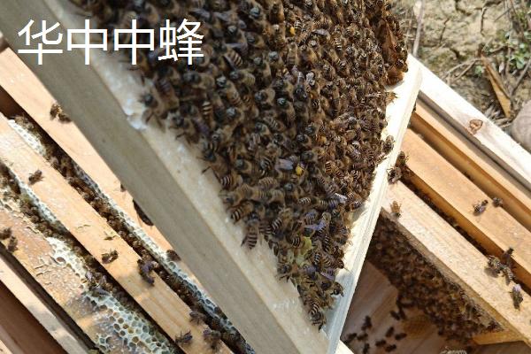 中蜂的品种，群势大小不一