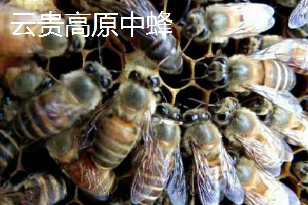 中蜂的品种，群势大小不一