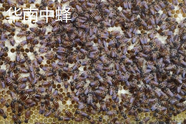 中蜂的品种，群势大小不一
