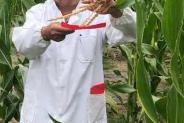 黑玉米种子售价以及如何种植，一斤需要40-60元左右